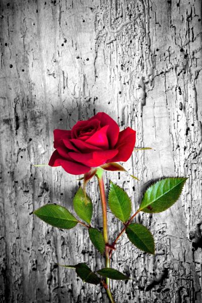 MODANOİVA Gülün Sadeliği Dijital Baskılı Halı Mrc1923