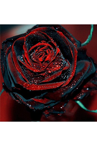 Tohum Dünyam 5 Adet Darkblood Gül Tohumu