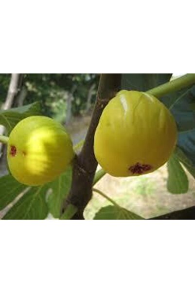 BURSATARIM Bursa Tarım Bardacık Incir Fidanı ( Bardak )