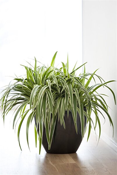 Online Botanik Kurdele Çiçeği