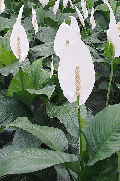 Online Botanik Barış Çiçeği