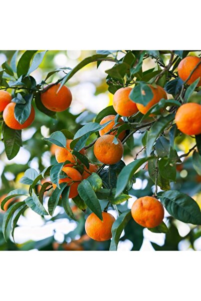 YEŞİLİMARKET Mandalina Fidanı Yediveren Tüplü Aşılı 3yaş 100-150cm (satsuma C...