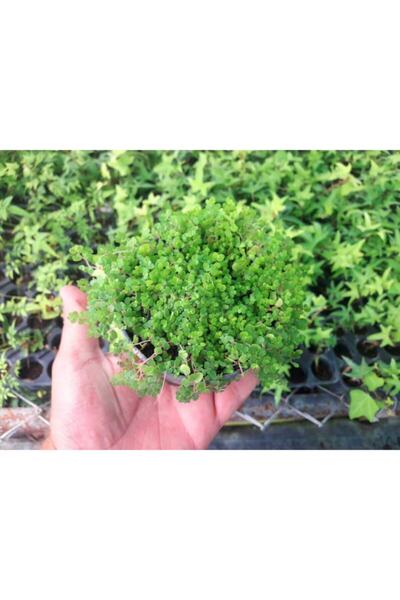 Tunç Botanik Arap Saçı 100 Adet - Helxine Soleirolii - Teraryum Bitkisi