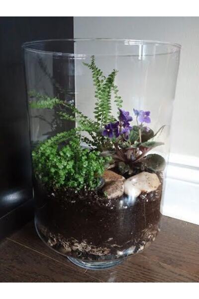 Tunç Botanik Arap Saçı 100 Adet - Helxine Soleirolii - Teraryum Bitkisi