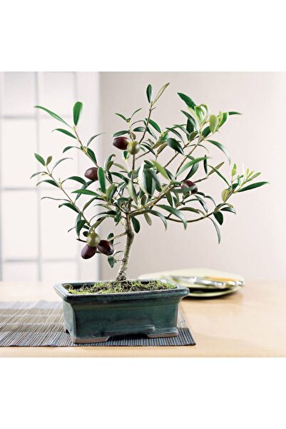 Genel Markalar Bonsai Zeytin Ağacı Fidanı - Masanıza Renk Katın