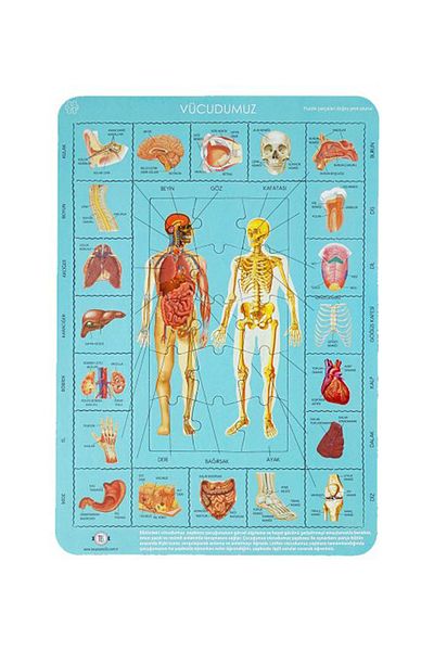 Tes Yayıncılık Let's Know Our Body Puzzle 35 Pieces 28x40 Cm