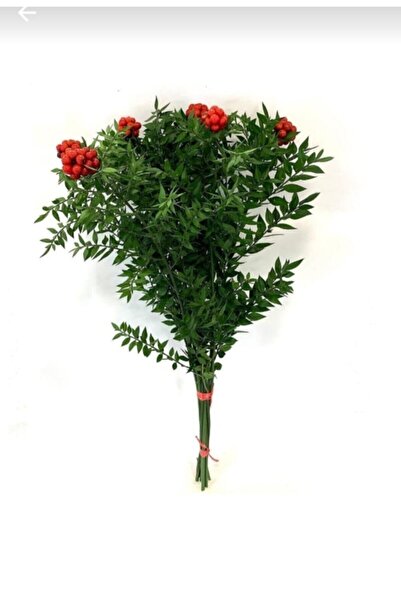 Genel Markalar Kokina ( Yılbaşı Çiçeği)