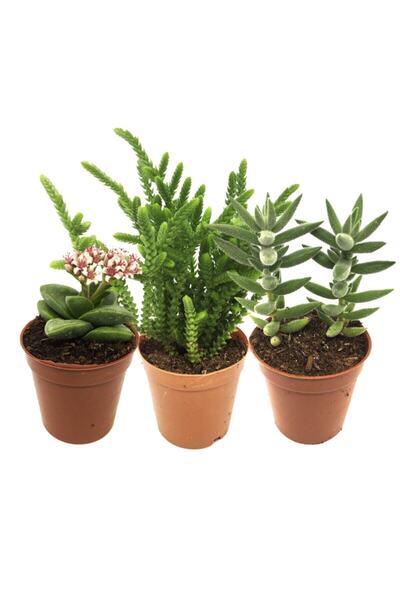 LEVANT Kaktüs Seti Babylon