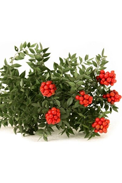 toptancicek Yılbaşı Çiçeği Kokina Buketi