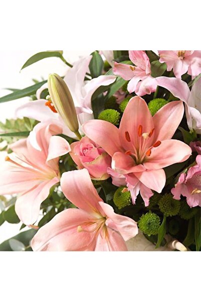 CANBOTANİK 2 Adet Lilyum Zambak Çiçek Soğanı Açık Pembe