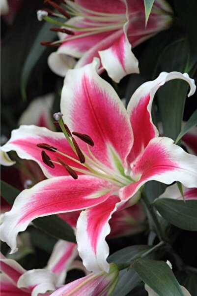 CANBOTANİK 2 Adet Lilyum Zambak Çiçek Soğanı Pembe Beyaz