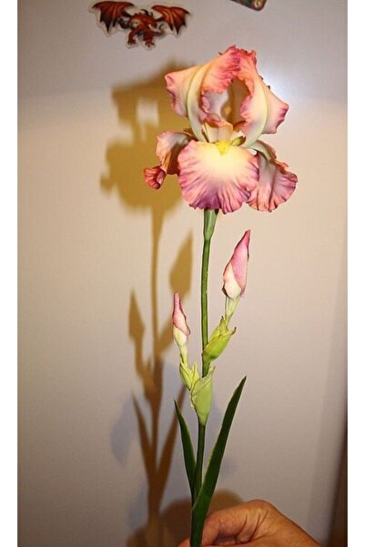 CANBOTANİK 1 Adet Iris Süsen Çiçek Soğanı-gülkurusu