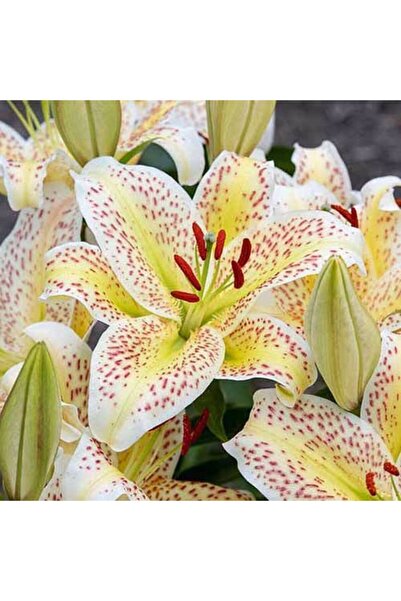 CANBOTANİK 2 Adet Lilyum Zambak Çiçek Soğanı-çilli Şeritli