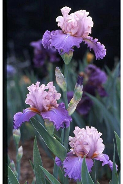 CANBOTANİK 1 Adet Iris Süsen Çiçek Soğanı-lila Pembe