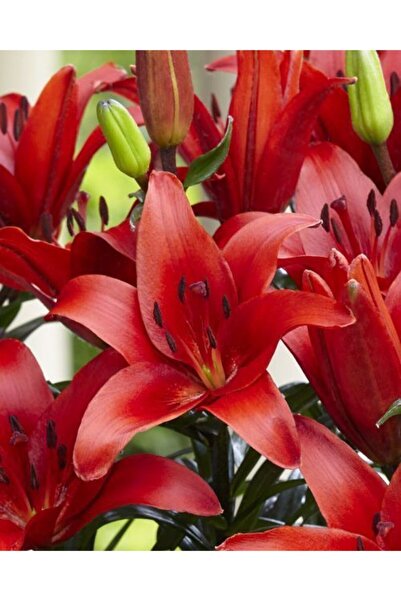 CANBOTANİK 2 Adet Lilyum Zambak Çiçek Soğanı-kırmızı