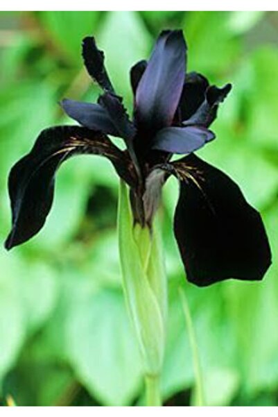 CANBOTANİK 1 Adet Iris Süsen Çiçek Soğanı-siyah