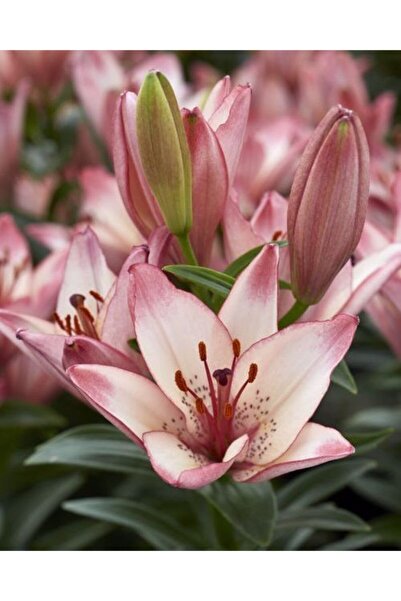 CANBOTANİK 2 Adet Lilyum Zambak Çiçek Soğanı-gülkurusu