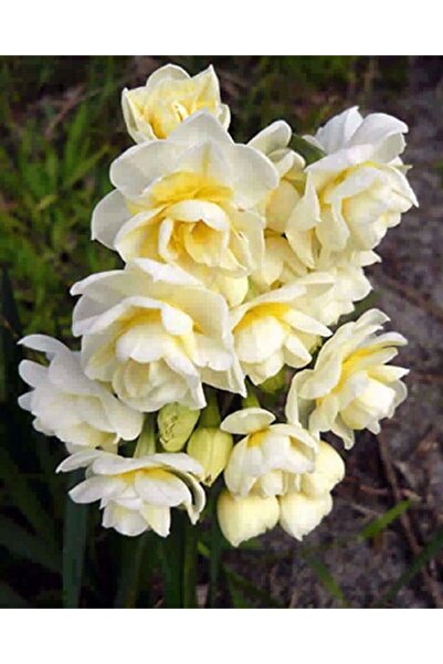 CANBOTANİK 5 Adet Katmerli Kokulu Nergis Soğanı ÖZEL TÜR RİO