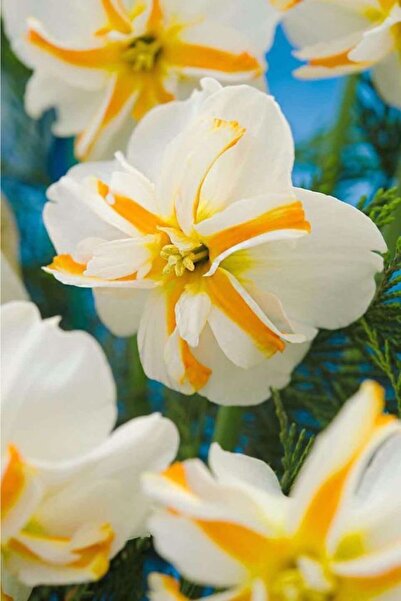 CANBOTANİK 5 Adet Kokulu Şeritli Nergis Soğanı ÖZEL TÜR CUM LAUDE