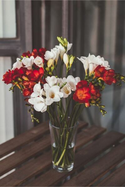CANBOTANİK 2 Adet Turuncu Beyaz Kokulu Frezya Soğanı