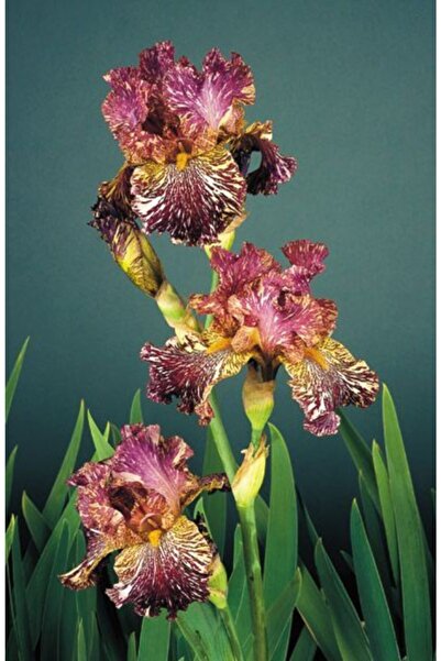 CANBOTANİK 1 Adet Iris Süsen Çiçek Soğanı-kahverengi