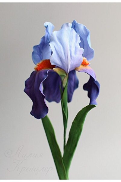 CANBOTANİK 1 Adet Iris Süsen Çiçek Soğanı Soft Mavi