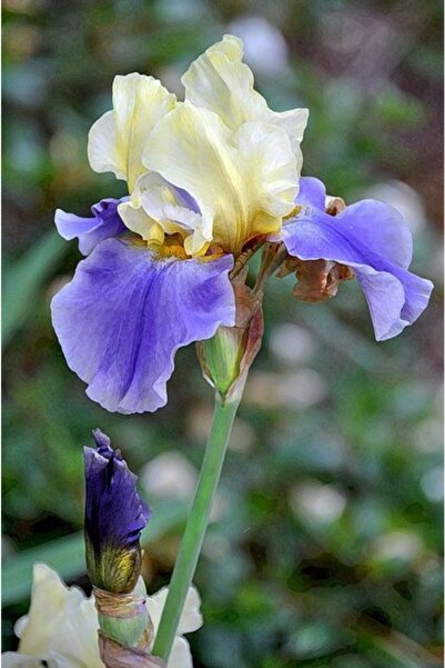 CANBOTANİK 1 Adet Iris Süsen Çiçek Soğanı-uçuk Sarı Lila