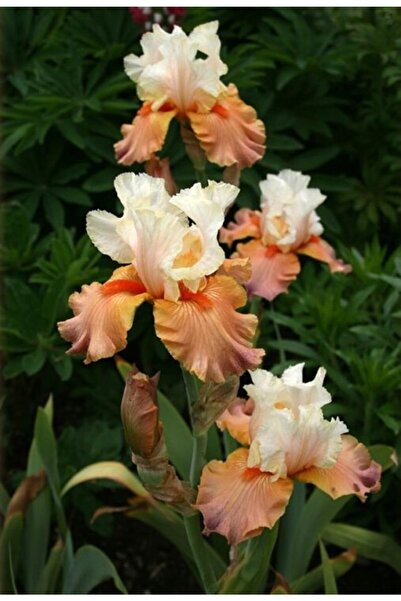 CANBOTANİK 1 Adet Iris Süsen Çiçek Soğanı-somon Beyaz