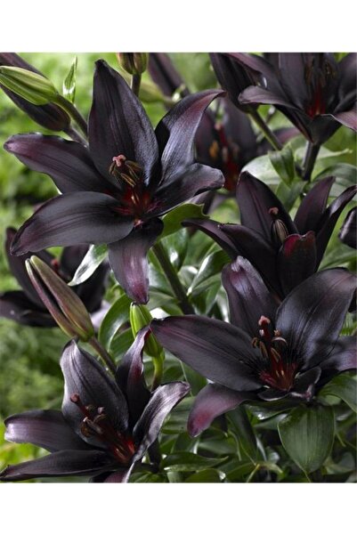 CANBOTANİK 2 Adet Lilyum Zambak Çiçek Soğanı-kömür Kadife