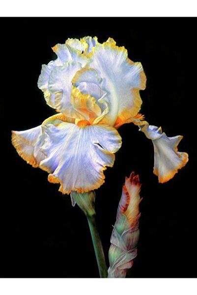 CANBOTANİK 1 Adet Iris Süsen Çiçek Soğanı-sarı Kenarlı Beyaz