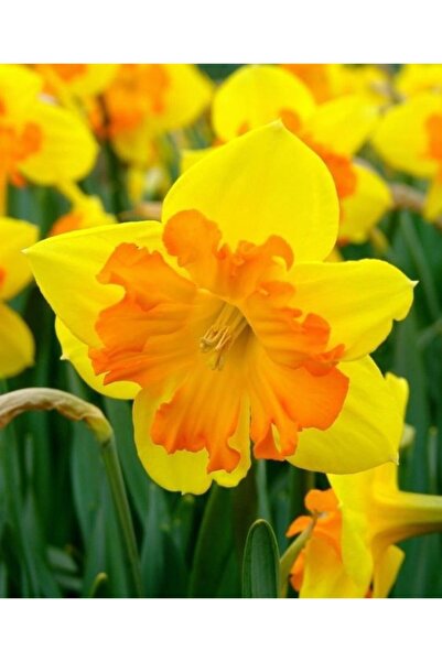 CANBOTANİK 5 Adet Kokulu Sarı Turuncu Nergis ÖZEL TÜR CUM LAUDE