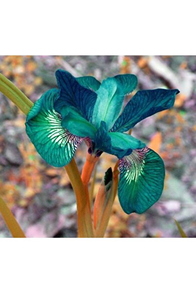 CANBOTANİK 1 Adet Iris Süsen Çiçek Soğanı-petrol Yeşili
