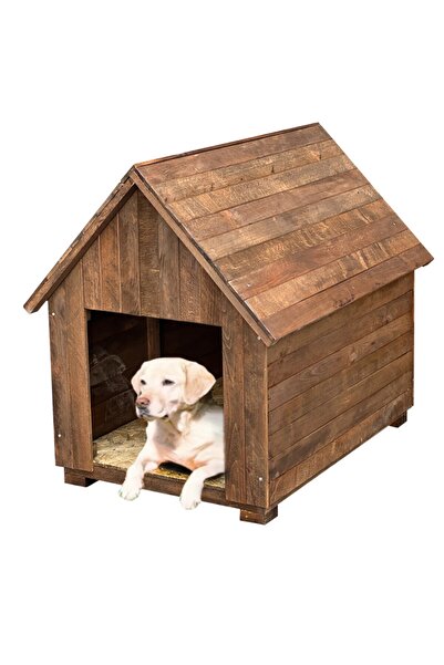 Weblonya Kopek Urunleri Fiyatlari Ve Yorumlari Trendyol