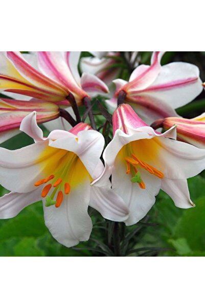 CANBOTANİK 2 Adet Lilyum Zambak Çiçek Soğanı Renkli