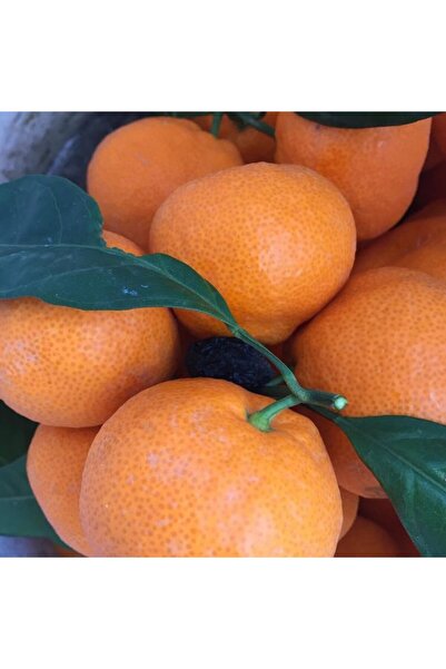 Taze Dükkan Izmir Gümüldür Satsuma Mandalina 7 Kg