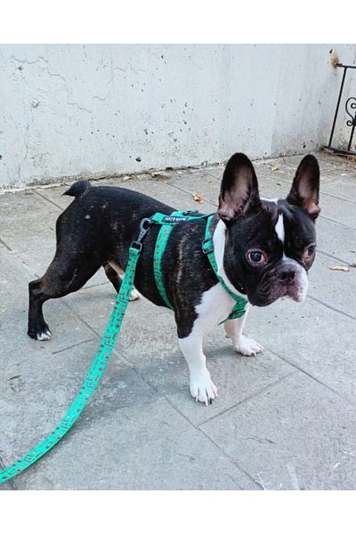 Bonnie&Chico Dog Walking Collar Roni Model