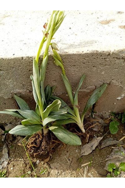 Alanyatropikal Salep Yumrusu 10 Adet