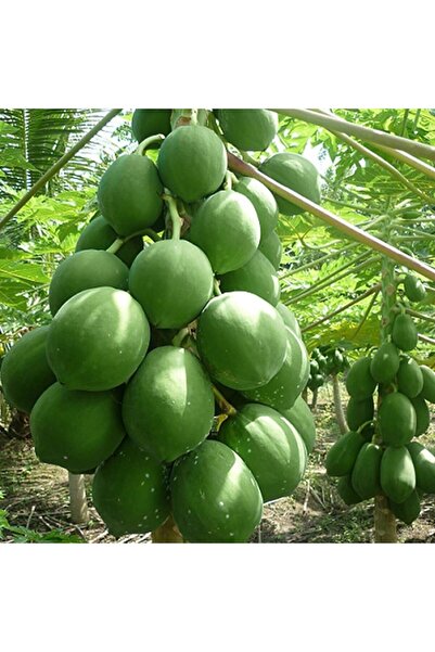 ASES 2 Yaş Tüplü Caracia Papaya Meyve Fidanı 100-130 Cm