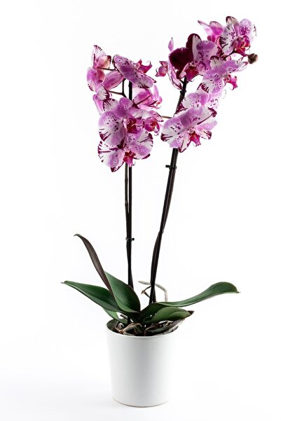 Phalaenopsis Magic Art Orchid Flower 60-70 Cm 2 Branched Live Flower Bb0001