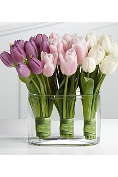 CANBOTANİK 3 Adet Iri Çiçekli Soft Üçlü Hollanda Lale Soğanı