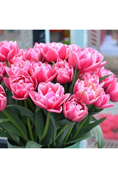 CANBOTANİK 3 Adet Double Katmerli Pembe Hollanda Lale Soğanı