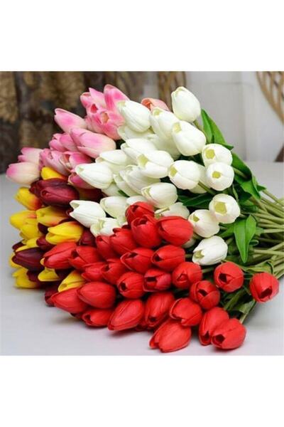 CANBOTANİK 5 Adet Karışık Renklerde Hollanda Lale Soğanı