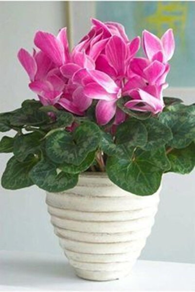 GARDENYA TOHUMCULUK 1 Adet Toz Pembe Sıklamen Çiçek Soğanı