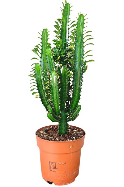 Genel Markalar Yeşil Süt Ağacı Kaktüs - Euphorbia Trigona