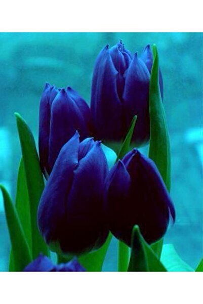 CANBOTANİK 3 Adet Iri Çiçekli Lacivert Hollanda Lale Soğanı