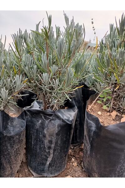 EGEMEN FİDANCILIK Tüplü Saksılı Lavanta Fidesi Fidesi