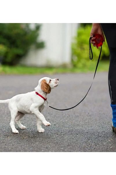 Didog طوق مشي أوتوماتيكي قابل للسحب للقطط والكلاب - طول 2.5 متر - أزرق