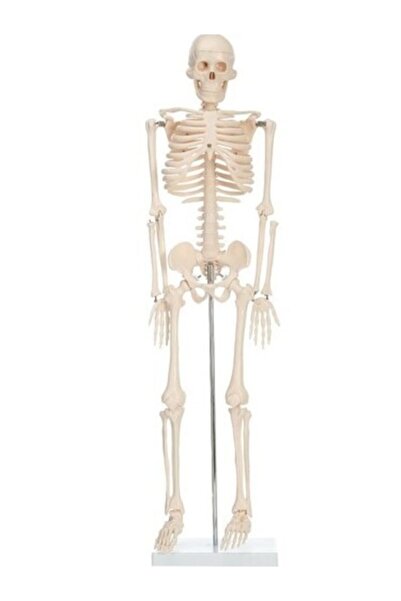 Limmy Iskelet Insan Modeli 85 Cm - 1 Adet