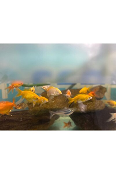 Genel Markalar US Cam Kumlama Folyosu-buzlu Cam Filmi 75 Cm X 3 Mt