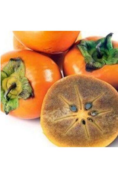 RÜZGAR Çikolata Hurma Fidanı Aşılı , Tüplü ,sertifikalı